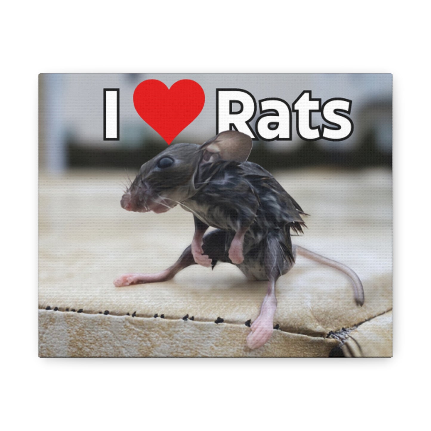 Wet rat Iconic Meme "I love Rats" Canvas Gallery Wrap