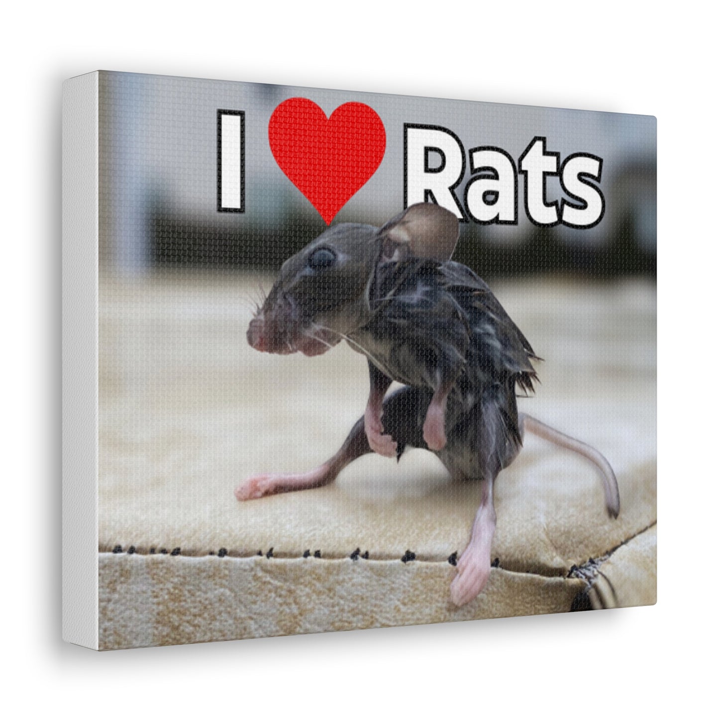 Wet rat Iconic Meme "I love Rats" Canvas Gallery Wrap